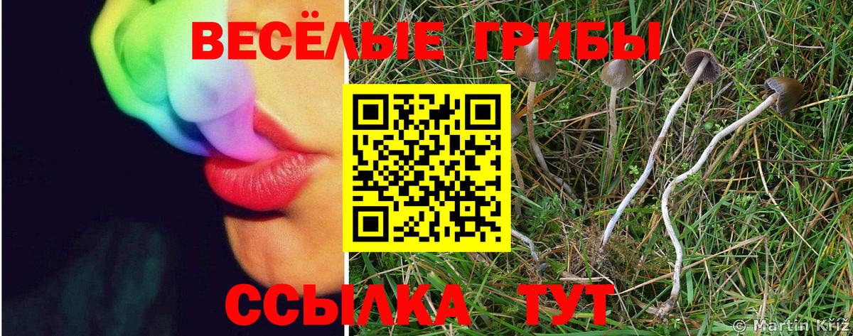 Псилоцибиновые грибы Cubensis Можга